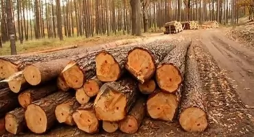 Wycinka drzew w Cygańskim Lesie budzi kontrowersje wśród mieszkańców